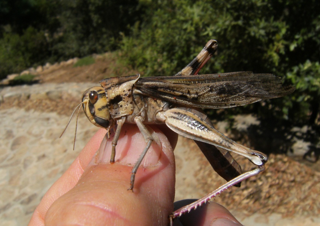 Acrididae: Locusta migratoria cinerascens e Oedaleus decorus